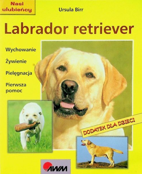 Labrador retriver